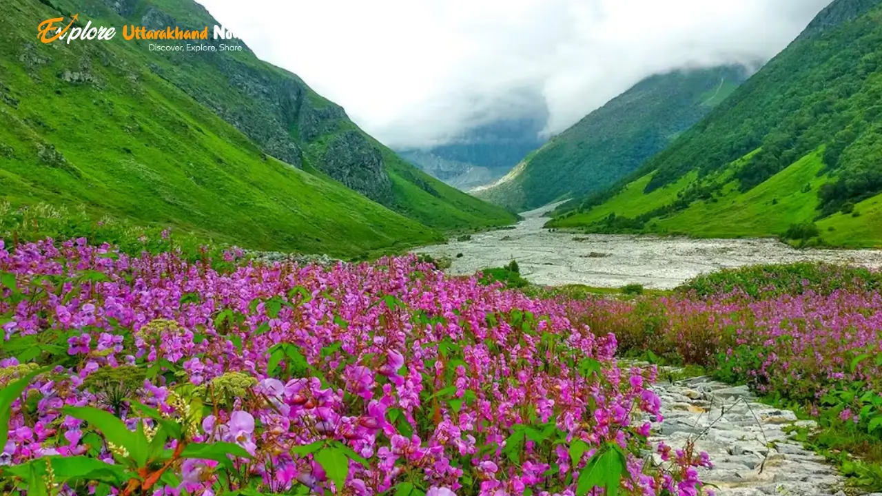 Valley of Flowers Trek